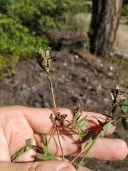 Astragalus inopinatus