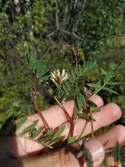 Astragalus inopinatus