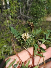Astragalus inopinatus
