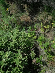 Bowkeria verticillata