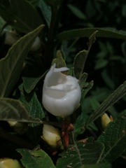 Bowkeria verticillata