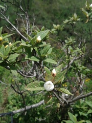 Bowkeria verticillata