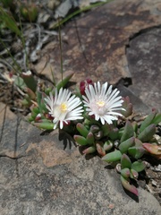 Delosperma katbergense