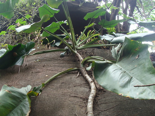 Syngonium chiapense, photograph 5