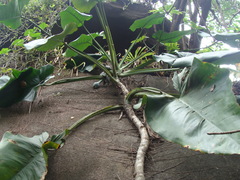 Syngonium chiapense, photograph (c) Alexis López Hernández, some rights reserved (CC BY)