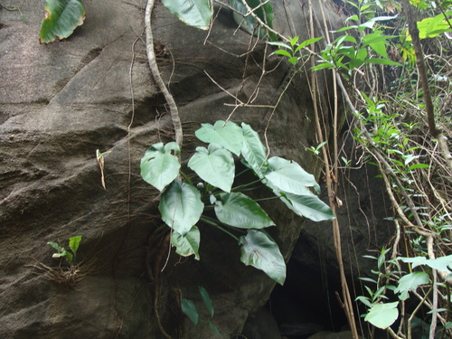 Syngonium chiapense, photograph 3