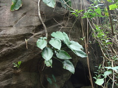 Syngonium chiapense, photograph (c) Alexis López Hernández, some rights reserved (CC BY)