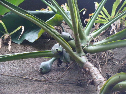 Syngonium chiapense, photograph 6