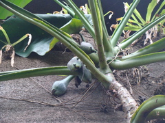 Syngonium chiapense, photograph (c) Alexis López Hernández, some rights reserved (CC BY)