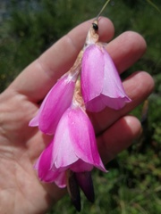 Dierama pulcherrimum