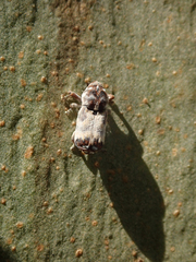 Mesoptiliinae