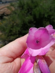 Dierama pulcherrimum