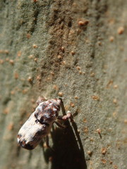 Mesoptiliinae