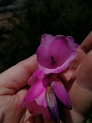 Dierama pulcherrimum