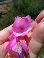 Dierama pulcherrimum