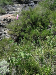Dierama pulcherrimum