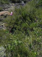 Dierama pulcherrimum