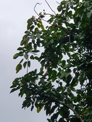 Aleurites moluccanus