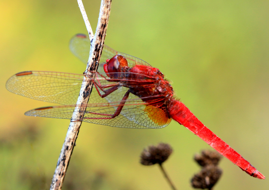 Scarlet Skimmers