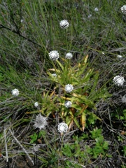 Eriocaulon dregei