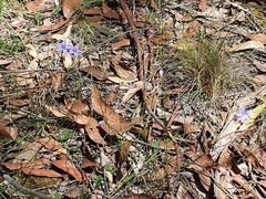 Wahlenbergia stricta stricta