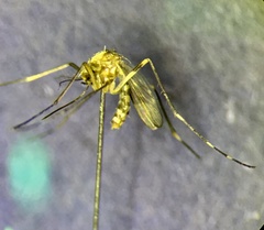 Aedes biocellatus
