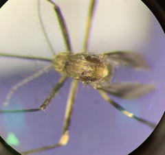 Aedes biocellatus