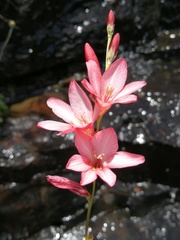 Tritonia disticha