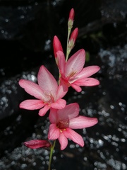 Tritonia disticha