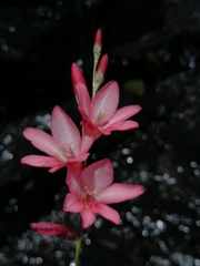 Tritonia disticha