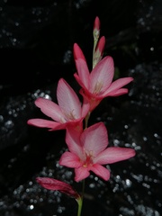 Tritonia disticha