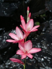 Tritonia disticha