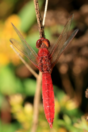 Broad Scarlet, photo 7 of 8