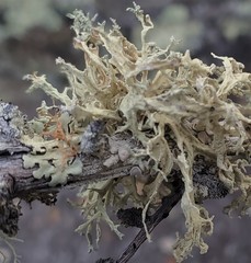 Ramalina canariensis