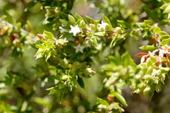 Styphelia leptospermoides