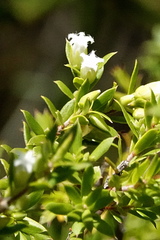 Styphelia leptospermoides