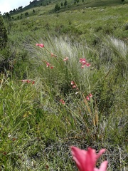 Tritonia disticha