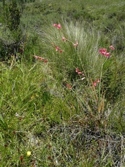 Tritonia disticha