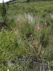 Tritonia disticha