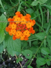 Lantana