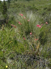 Tritonia disticha
