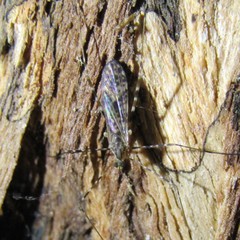 Amphineurus hudsoni