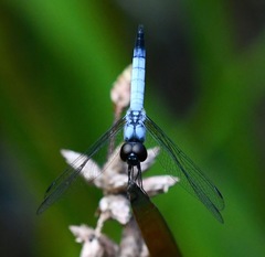 Aethriamanta gracilis