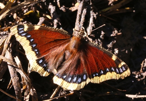 iNaturalist observation photo of Mourning Cloak