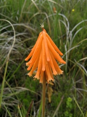 Kniphofia triangularis