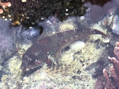 Oligocottus rubellio