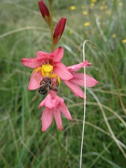 Tritonia disticha