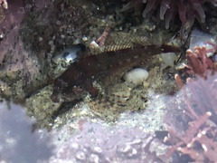 Oligocottus rubellio