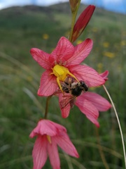 Tritonia disticha