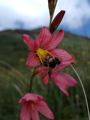 Tritonia disticha